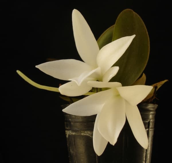 Aerangis