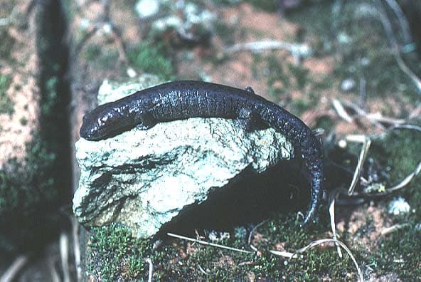 Bolitoglossa heiroreias