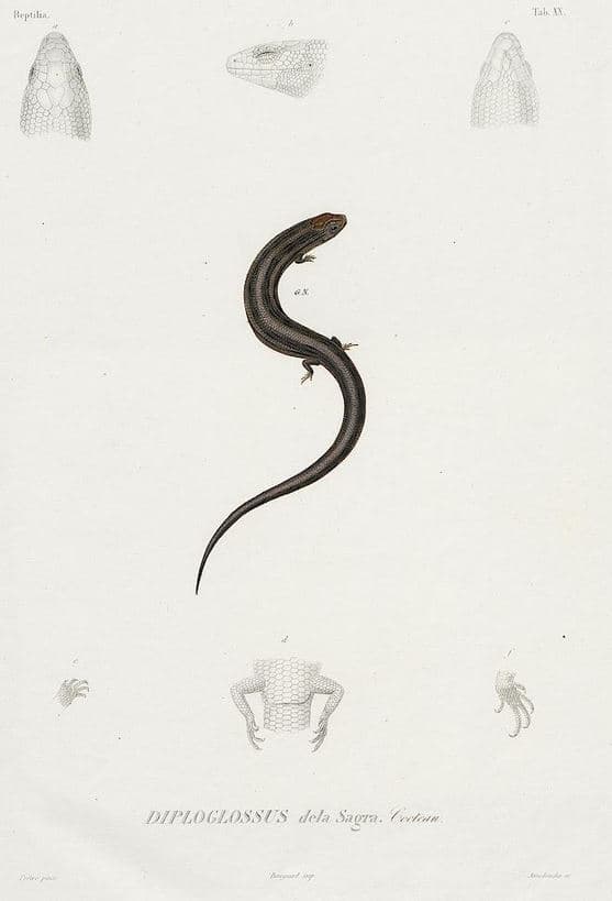 Cuban pale-necked galliwasp