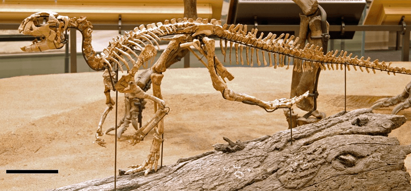 Convolosaurus