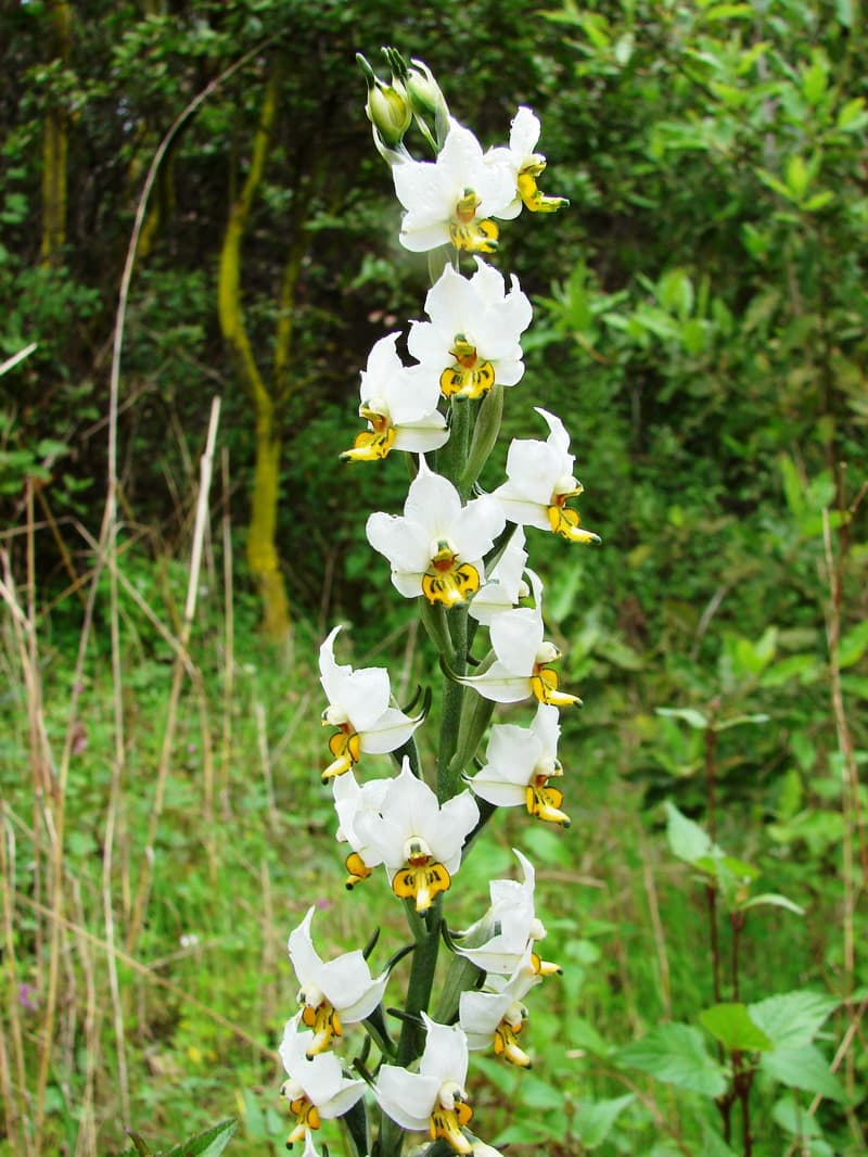 Gavilea