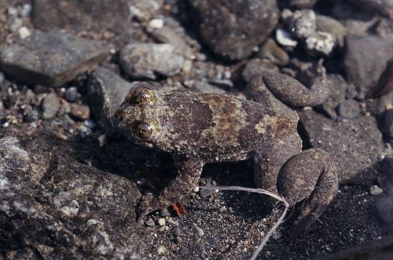 Barbourula