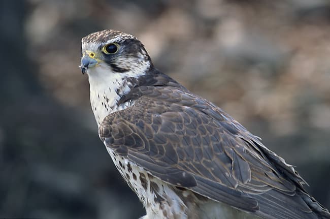 Falco cherrug