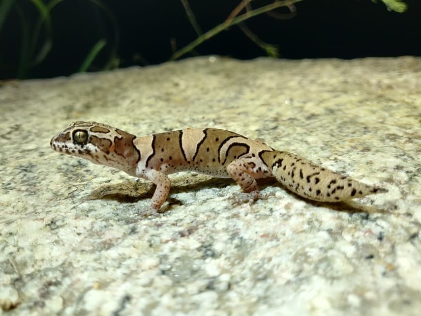 Bangalore geckoella