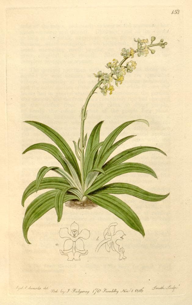 Cryptarrhena