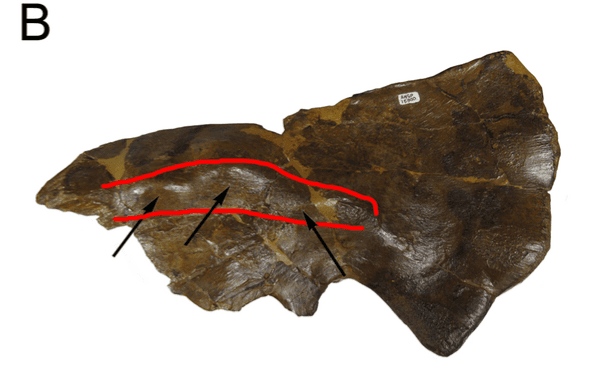 Avaceratops