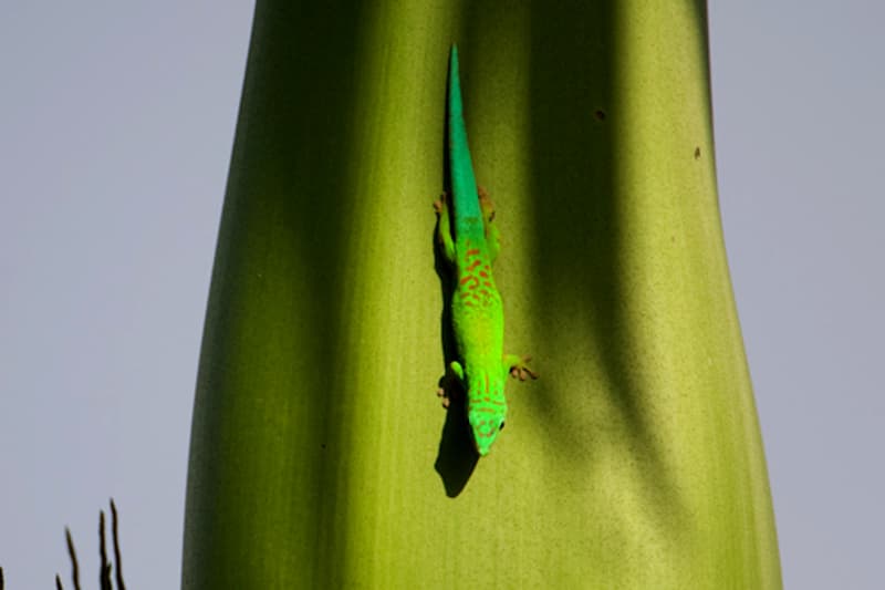 Andaman day gecko