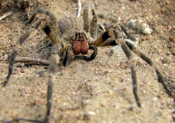 Ctenidae