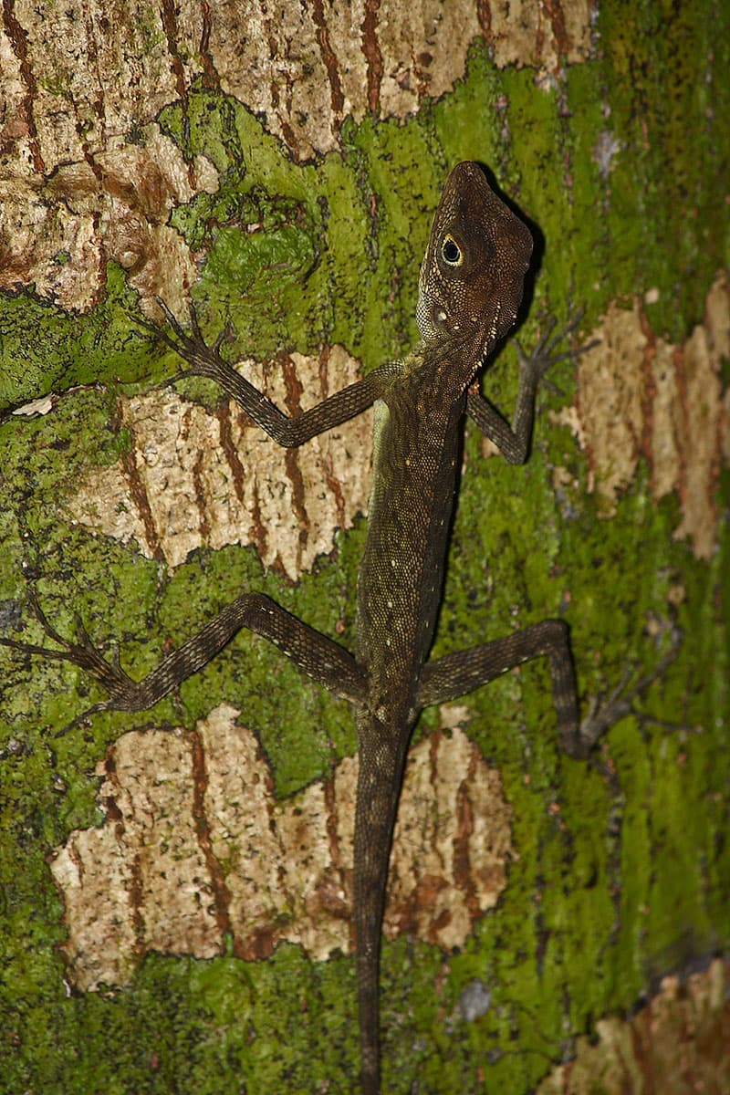 Bay Islands forest lizard (Coryphophylax subcristatus)
