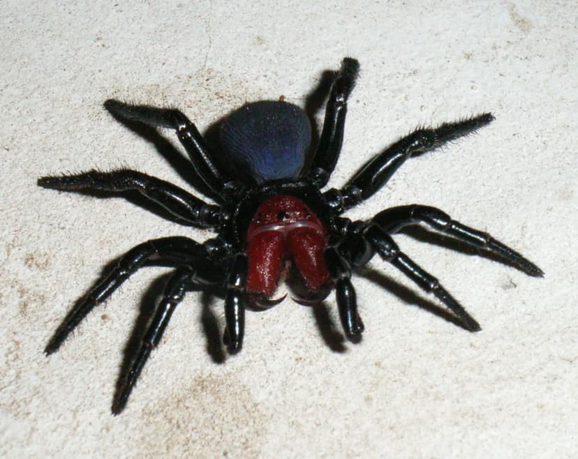 Actinopodidae