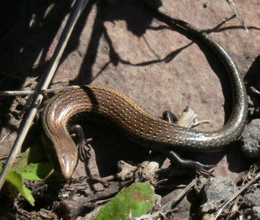 Chalcides viridanus
