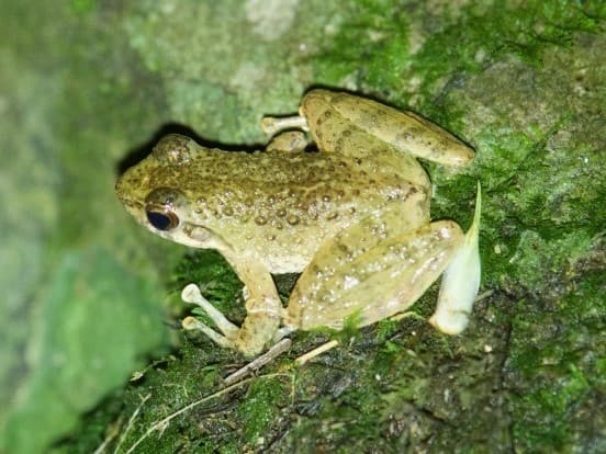 Amolops torrentis