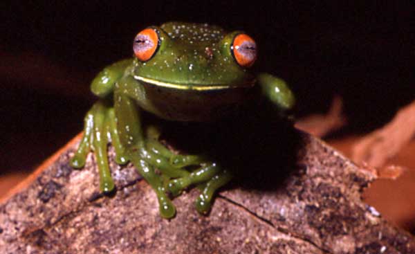 Aplastodiscus callipygius