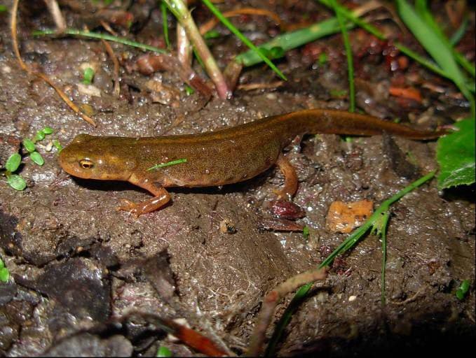 Bosca's newt