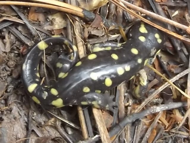 Ambystoma rosaceum