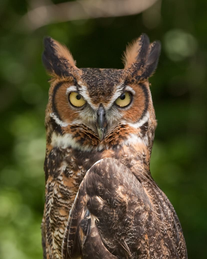 Bubo virginianus