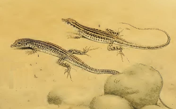 Pseuderemias mucronata