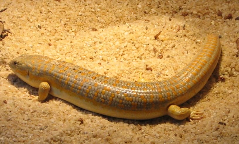 Eumeces schneiderii
