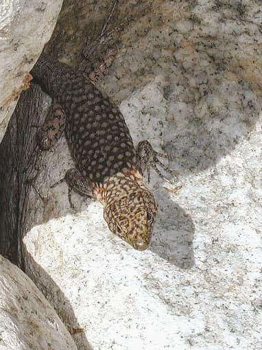 Archaeolacerta bedriagae