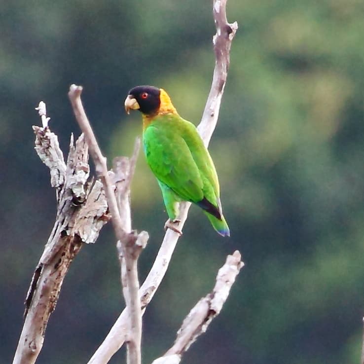 Caica parrot