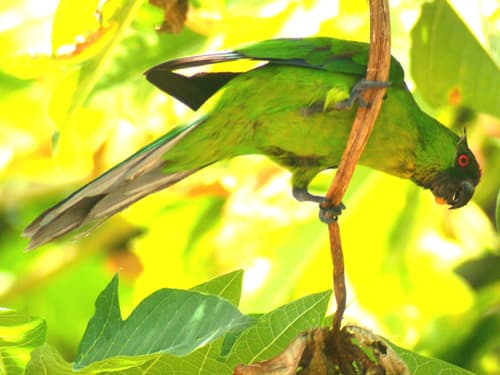 Ouvea parakeet