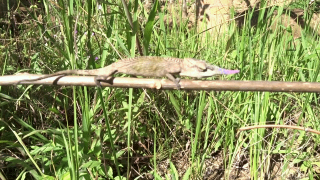 Calumma gallus