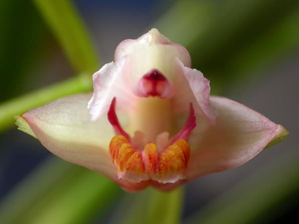 Cryptochilus