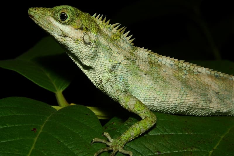 Andaman canopy agama