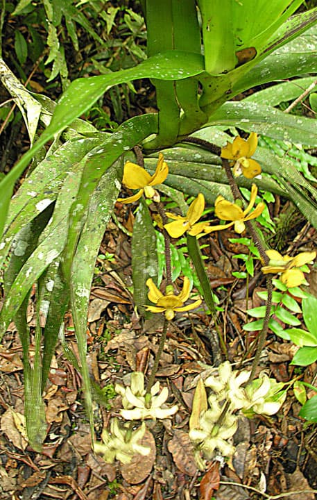 Dimorphorchis