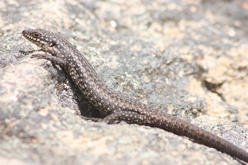 Egernia napoleonis