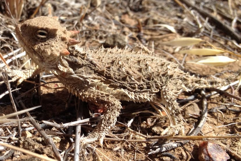 Desert horned lizard