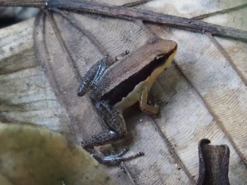 Allobates conspicuus
