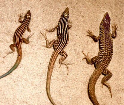 Aspidoscelis neomexicana