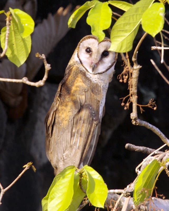 Sulawesi masked owl