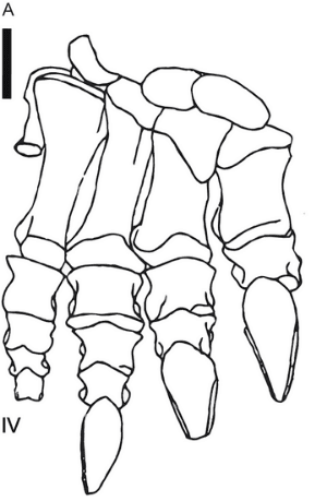 Blikanasaurus