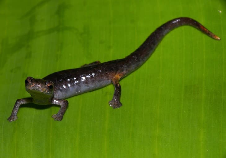 Bolitoglossa phalarosoma