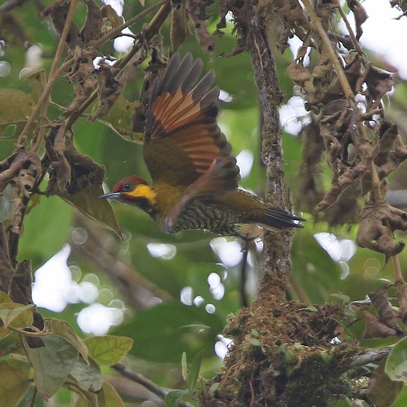 Lita woodpecker