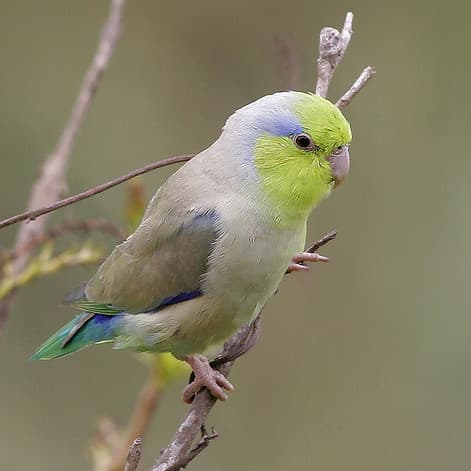 Pacific parrotlet