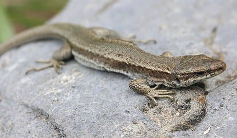 Iberolacerta bonnali