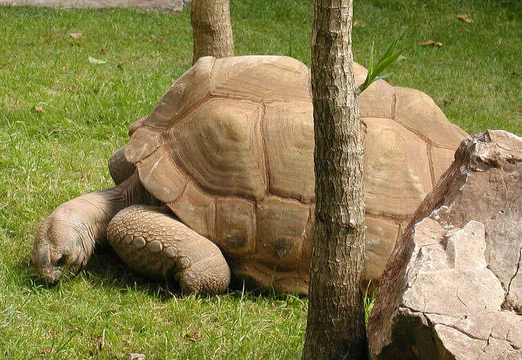Aldabra giant tortoise