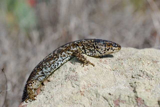 Xantusia riversiana