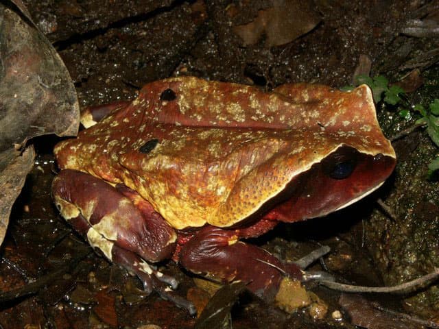 Amietophrynus superciliaris