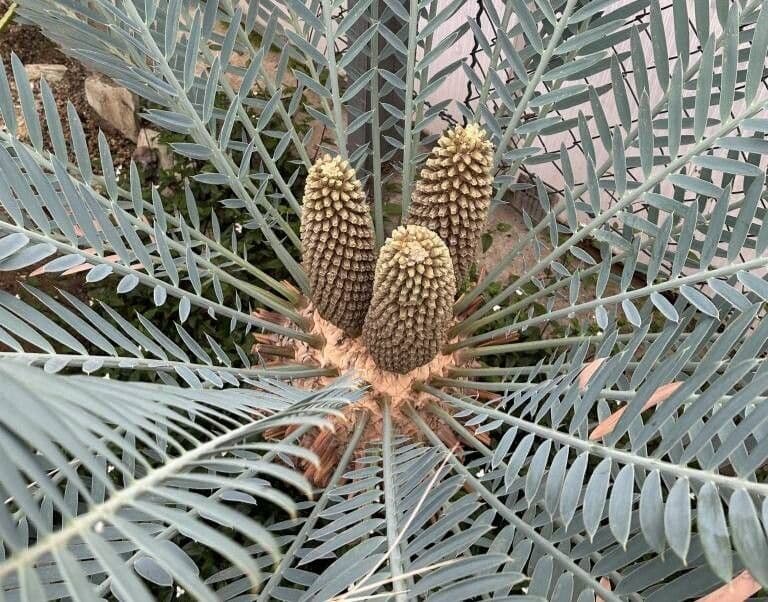Encephalartos heenanii