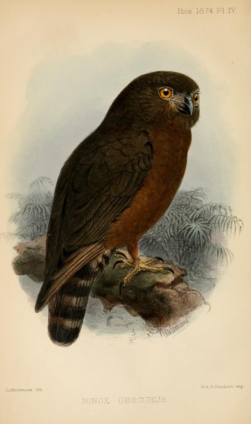 Hume's boobook