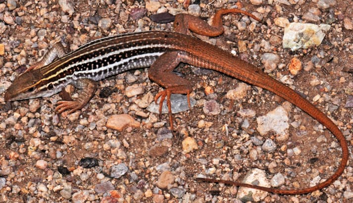 Canyon Spotted Whiptail