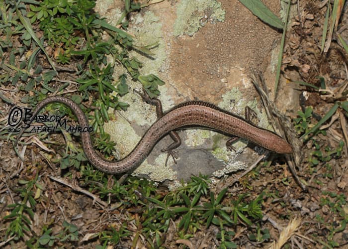 Ablepharus bivittatus