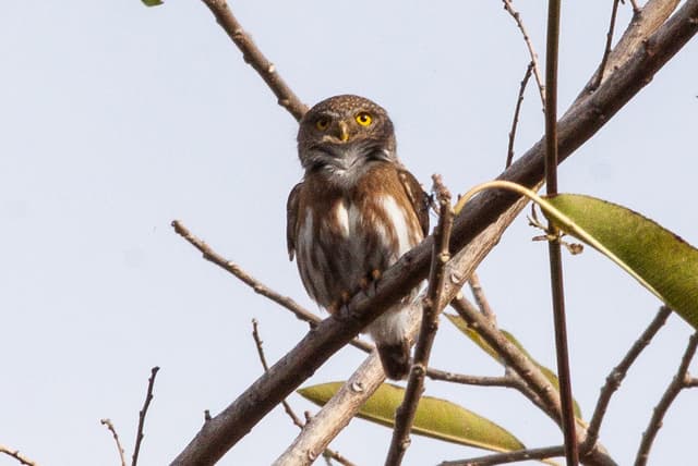 Colima pygmy owl