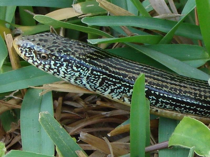 Eastern glass lizard