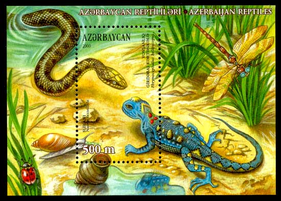Persian toad-headed agama