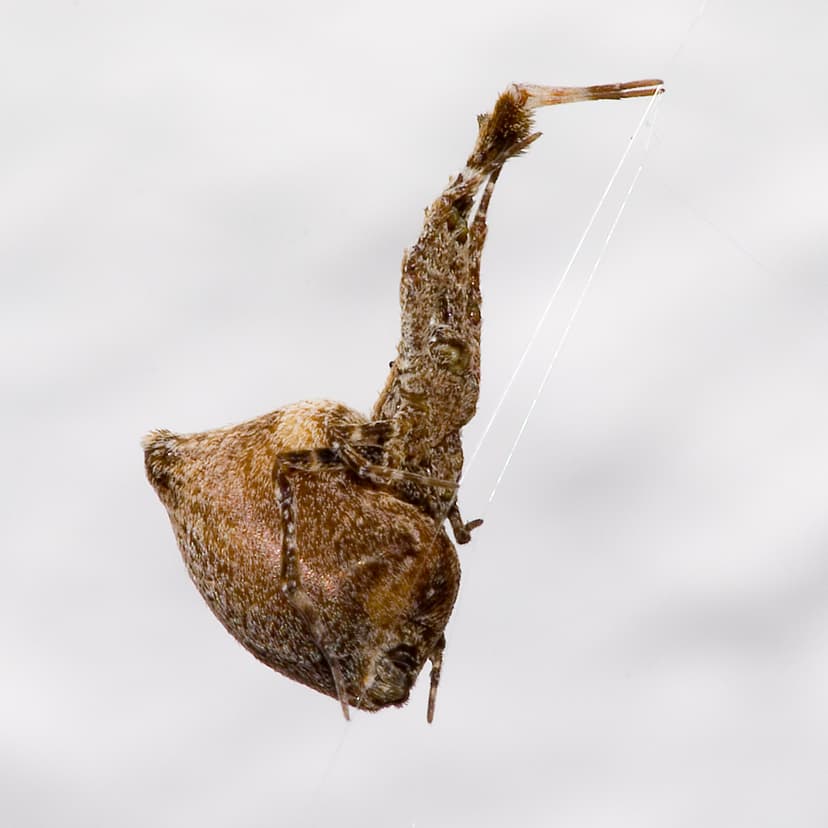 Uloboridae